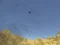 Toucan Shooter — free online game