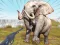 Zoo Anomaly Simulation — free online game
