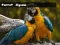 Parrot Jigsaw — darmowa gra online