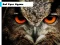Owl Eyes Jigsaw — free online game