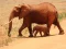 Animals Jigsaw Puzzle - Elephants — free online game