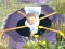 Whack Skibidis — free online game