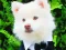 Funny Baby Animals — δωρεάν online παιχνίδι