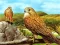 Birds of Prey Slide — free online game