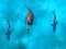 Avoid the Sharks — free online game