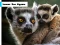 Lemur Zoo Jigsaw เกมออนไลน์