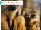 Three Monkey's Jigsaw — free online game