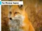 Fox Closeup Jigsaw เกมออนไลน์