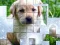 PicPu Dog — free online game