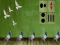 Pigeon Escape 2 — free online game