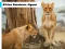 Africa Carnivore Jigsaw — δωρεάν online παιχνίδι