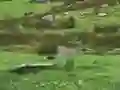 Pigeons Hunting — free online game