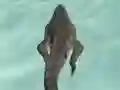 Crocodile Simulator Beach Hunt — free online game