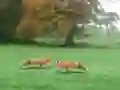 Hunted Fox — free online game