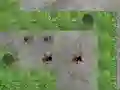Spider Tower Defence — free online game