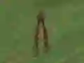 Dino Hunt — free online game