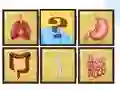 Human Organ Scanner — free online game