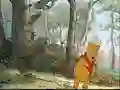 Winnie the Pooh - Find the Numbers — free online game