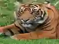 ZOO Trivia — free online game