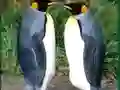 Penguin Puzzle — free online game