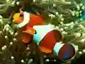 Underwater Hidden Numbers — free online game