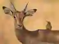 Wild Deer Jigsaw — free online game