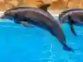 Sea Dolphin Jigsaw — free online game