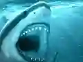 Hungry Shark — free online game