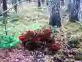 Bernati Forest Adventure — free online game