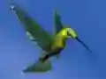 Hummingbird House Escape — free online game