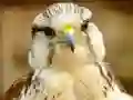Gyrfalcon Jigsaw — free online game