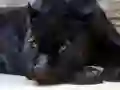 Black Panther Jigsaw — nemokamas žaidimas internete