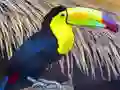 Toucan Bird Jigsaw — free online game