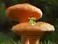 Mushroom Plant Land Escape — free online game