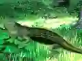 Lizard Forest Escape — free online game