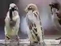 Игра Sparrow Family Jigsaw онлајн