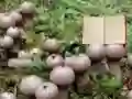 Lycoperdon Mushroom Land Escape — free online game