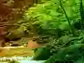 Peaceful Rainbow Forest Escape — безплатна онлайн игра