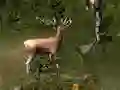 Sniper Hunting Deadly Animal — free online game