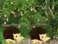 Escape From Mango Farm — free online game