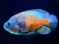 Tiger Fish Jigsaw — free online game