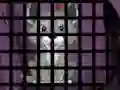 Trapped Wolf Rescue — free online game
