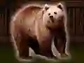 Save The Grizzly Bear — free online game