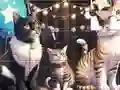 Jigsaw Puzzle: Singing Cat – tasuta veebimäng