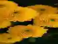 Chrysanthemums Jigsaw — free online game