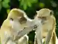 Monkey Jigsaw – kostenloses Online-Spiel