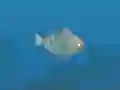 Fish Companions — free online game