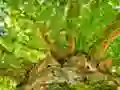 שפּיל Tree Branches Jigsaw אָנליין