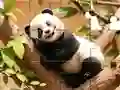 Jigsaw Puzzle: Panda On Tree — nemokamas žaidimas internete