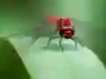 Dragon Fly Jigsaw — free online game